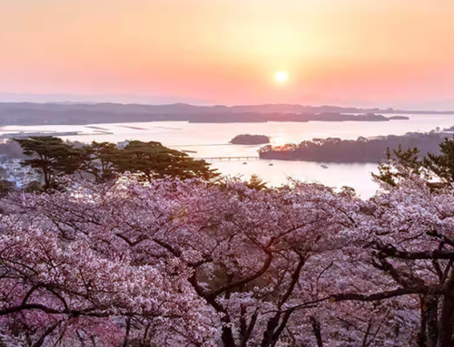 Pacote Encantos do Norte do Japão Sakura com Okinawa 2027