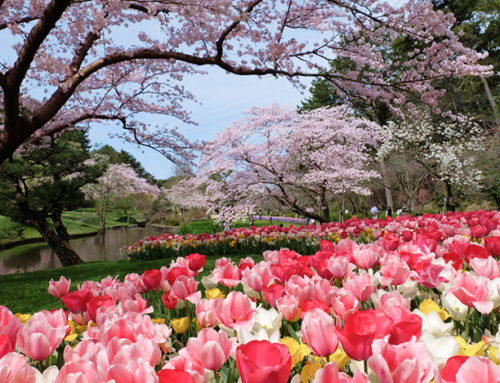 Pacote Quatro Estações Sakura 2027